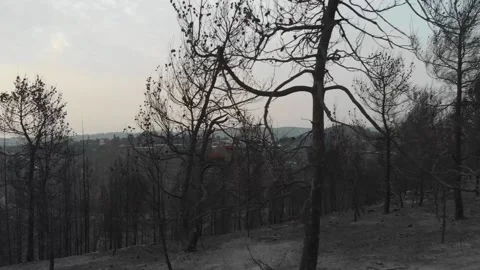 Forest Fire aftermath Drone shots Stock-Footage 207678596