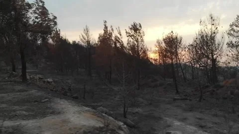 Forest Fire aftermath Drone shots Stock-Footage 207678634