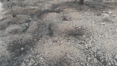 Forest Fire aftermath Drone shots Stock-Footage 207678635