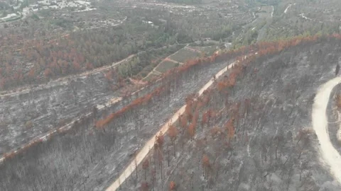 Forest Fire aftermath Drone shots Stock-Footage 207678651