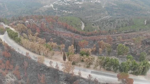 Forest Fire aftermath Drone shots Stock-Footage 207678698