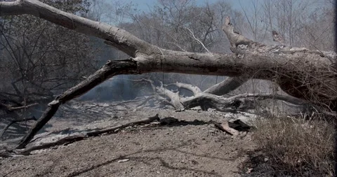 Forest fire aftermath, dry climate. Smoke from the ash of burnt wood, Video stock 182990093