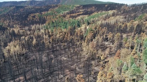 Forest fire aftermath Stock Footage 92559029