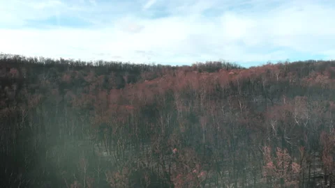 Forest Fire Aftermath Stock Footage 155362521