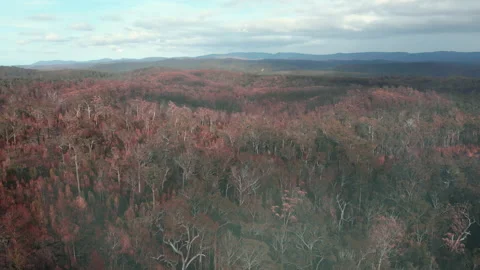 Forest Fire Aftermath Stock Footage 155362775