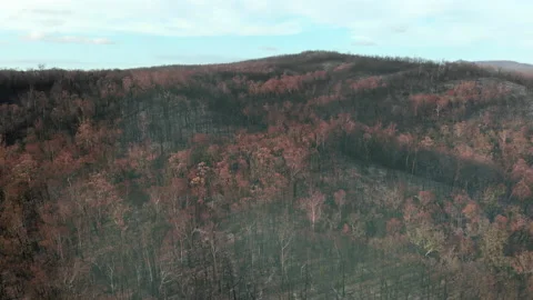 Forest Fire Aftermath Stock Footage 155362853