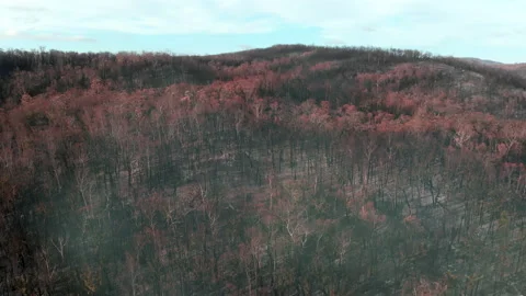 Forest Fire Aftermath Stock Footage 155362954