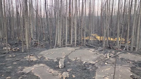 Forest Fire Aftermath, forest after a heavy forest fire。 Video stock 249048356
