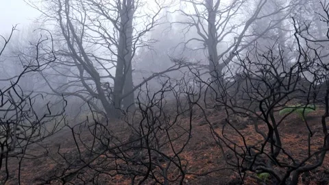 Forest fire aftermath, gimbal shot. Burnt harred trees in the fog after forest Video stock 225326993