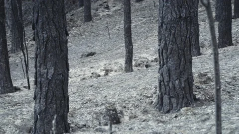 Forest fire aftermath, gray ash and burnt trees scene Stock Footage 230266083