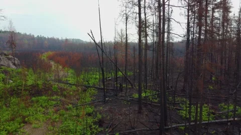 Forest Fire Aftermath - New Plants Growing Amidst Charred Trees In The Video stock 265835293