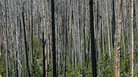 Forest fire aftermath pan P HD 2450 動画素材 524147