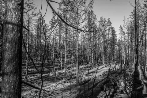 Forest Fire Aftermath Photos