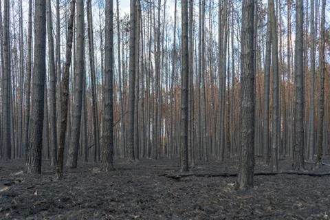 Forest fire aftermath Stock Photos
