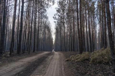 Forest fire aftermath Stock Photos