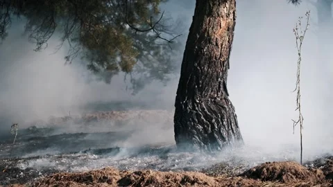 Forest Fire Aftermath, Smoldering Tree Video stock 280844955