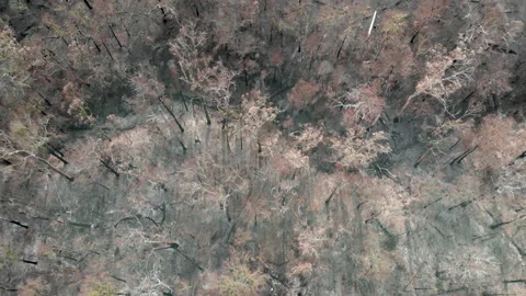 Forest Fire Aftermath, top down view Stock Footage 155362459