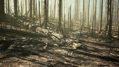 Forest fire in the afternoon Stock Illustration