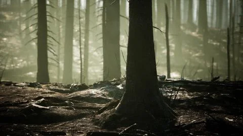 Forest fire in the afternoon Stock Illustration