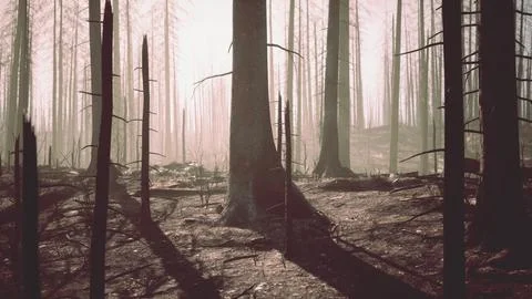 Forest fire in the afternoon Stock Illustration