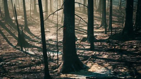 Forest fire in the afternoon Stock Illustration