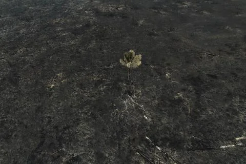 Forest fire in the Amazon destroys 700 hectares near Manaus, Manaos, Brazil - 24 Stock Photos