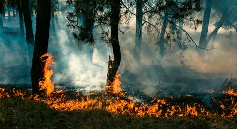 Forest fire and clouds of dark smoke in pine stands. Whole area covered by fl Fotos de archivo