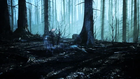 Forest fire and fallen tree is burned to the ground with a lot of smoke Vídeos de archivo 229458362