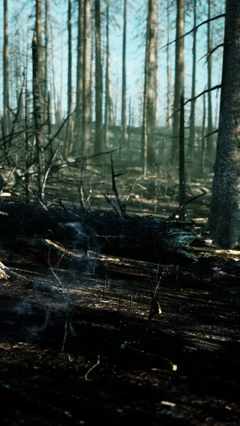 Forest fire and fallen tree is burned to the ground with a lot of smoke Stock Footage 306289002