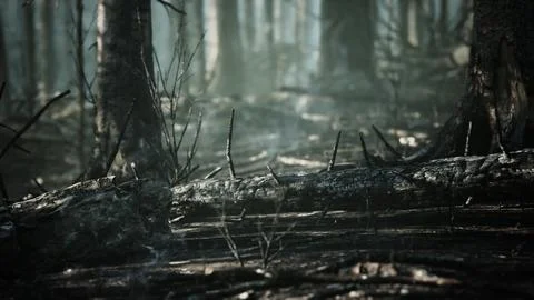 Forest fire and fallen tree is burned to the ground with a lot of smoke Illustrazione stock