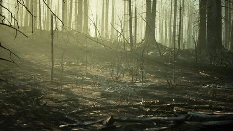 Forest fire and fallen tree is burned to the ground with a lot of smoke イラスト素材