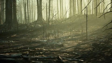 Forest fire and fallen tree is burned to the ground with a lot of smoke Stock Illustration