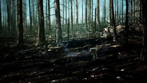 Forest fire and fallen tree is burned to the ground with a lot of smoke Stock Illustration