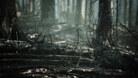 Forest fire and fallen tree is burned to the ground with a lot of smoke Illustrazione stock