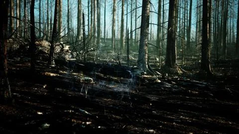 Forest fire and fallen tree is burned to the ground with a lot of smoke Stock Illustration