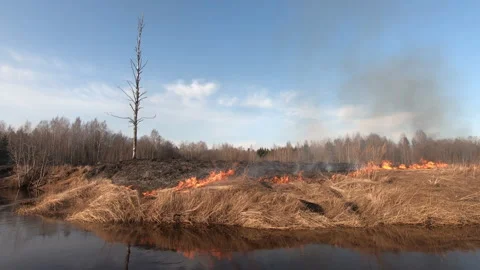 Forest fire and field fire, dry grass burns. A bushfire burning, spring Wildfire Stock Footage 149350302