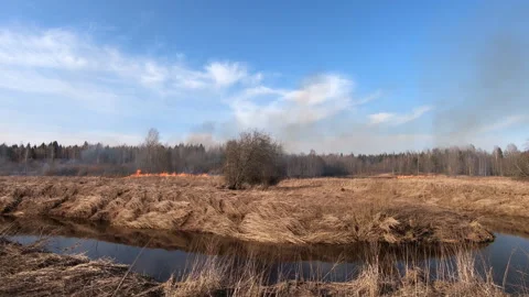 Forest fire and field fire, dry grass burns. A bushfire burning, spring Wildfire Stock Footage 149350376