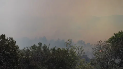 Forest fire and fire fighers discussing, fg01 Stock Footage 256236300