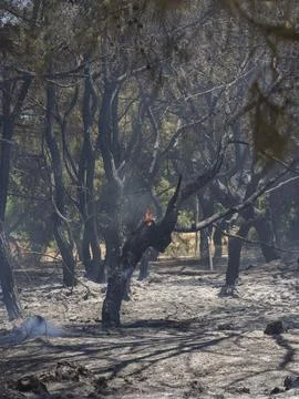 Forest fire and global warming Stock Photos