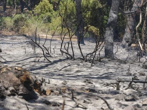 Forest fire and global warming Stock Photos