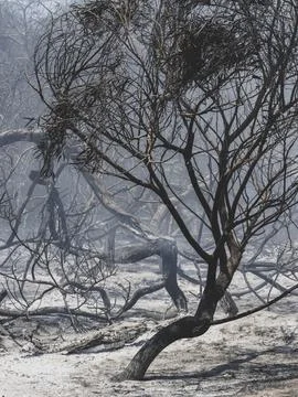 Forest fire and global warming Stock Photos