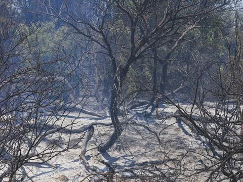 Forest fire and global warming Stock Photos