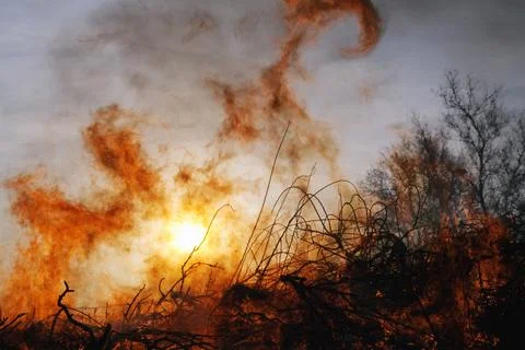 Forest fire and sun Stock Photos