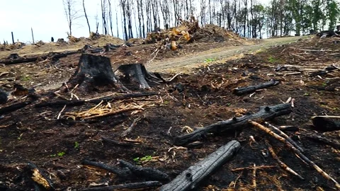 Forest fire area in Germany Stock Footage 143538231