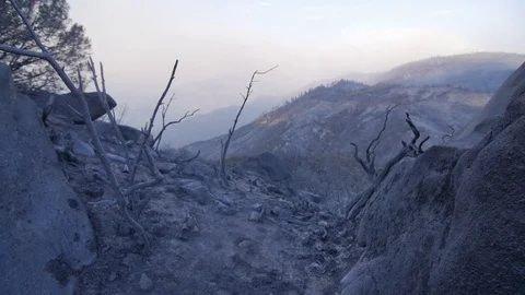 Forest Fire Ashes and Smoke Aftermath Stock Footage 74275186