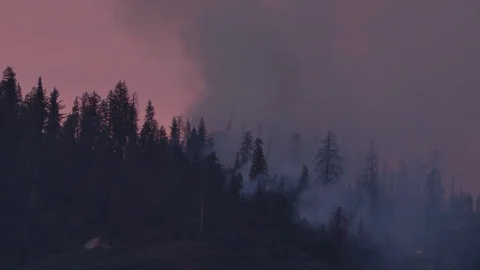 Forest Fire Ashes and Smoke Orange Glow Stockbeeldmateriaal 74275199