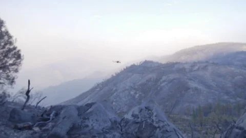 Forest Fire Ashes and Smoke Aftermath Stock Footage 74275347