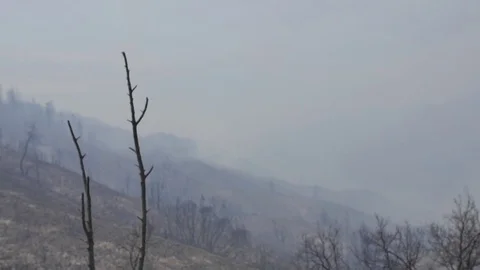 Forest Fire Ashes and Smoke Aftermath Stock Footage 74275386