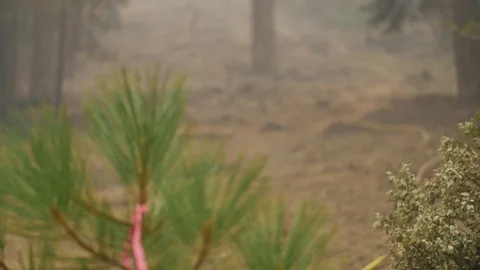 Forest Fire Ashes and Smoke on Hose Line Stockbeeldmateriaal 74275773