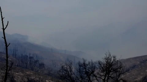 Forest Fire Ashes and Smoke Aftermath Stock Footage 74302990